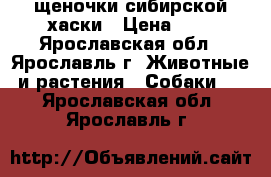 щеночки сибирской хаски › Цена ­ 1 - Ярославская обл., Ярославль г. Животные и растения » Собаки   . Ярославская обл.,Ярославль г.